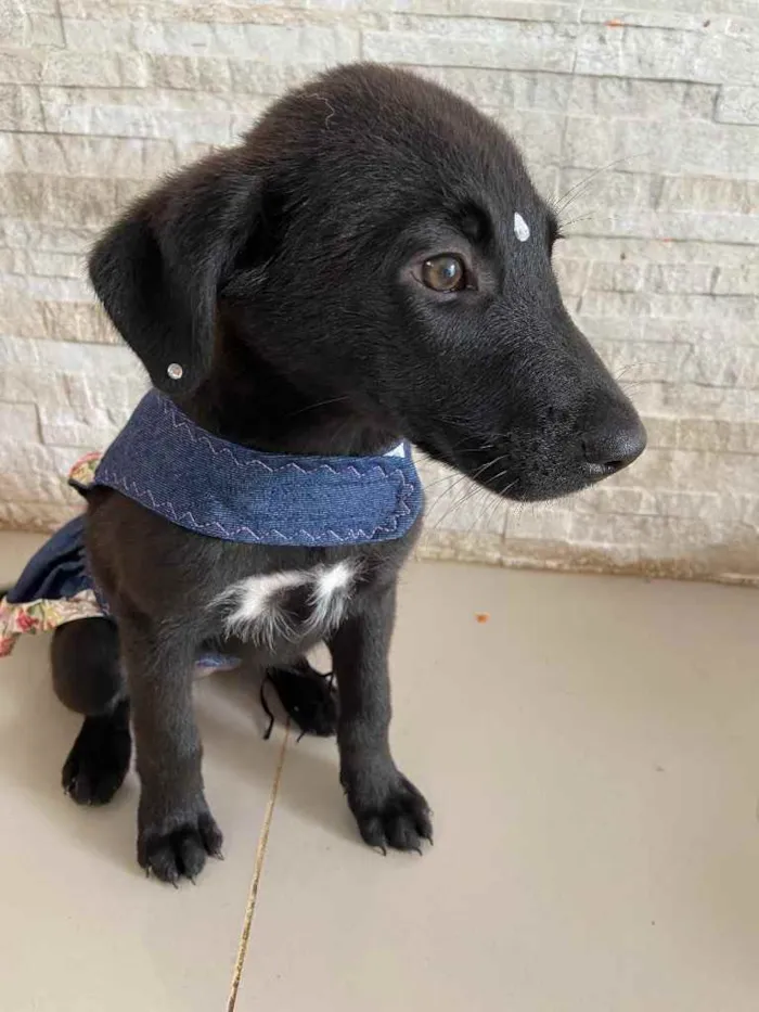 Cachorro ra a Sem raça definida  idade 2 a 6 meses nome MALU