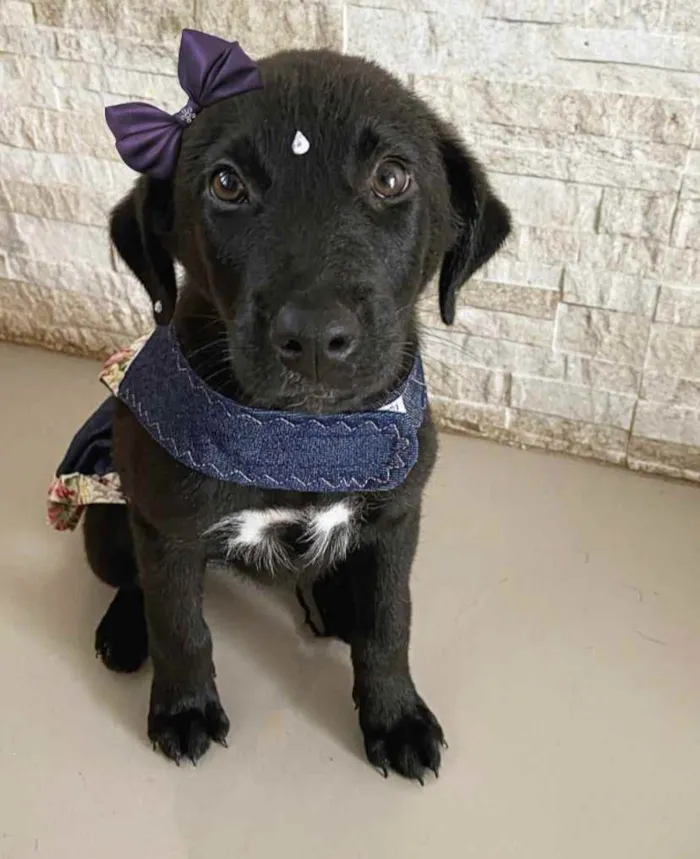 Cachorro ra a Sem raça definida  idade 2 a 6 meses nome MALU
