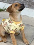 GURI