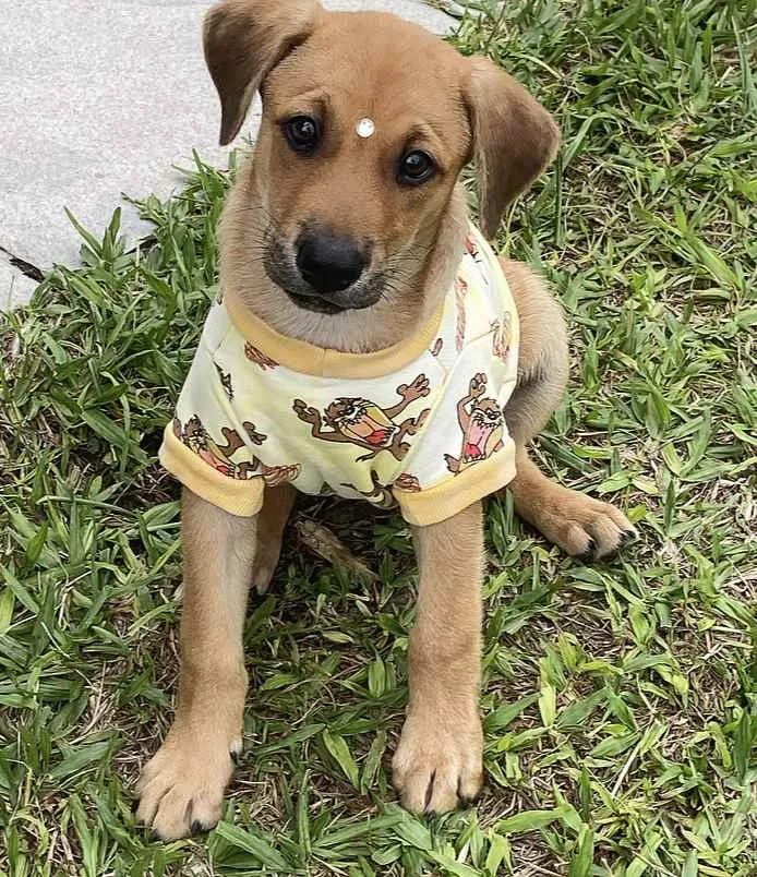 Cachorro ra a Sem raça definida idade 2 a 6 meses nome GURI