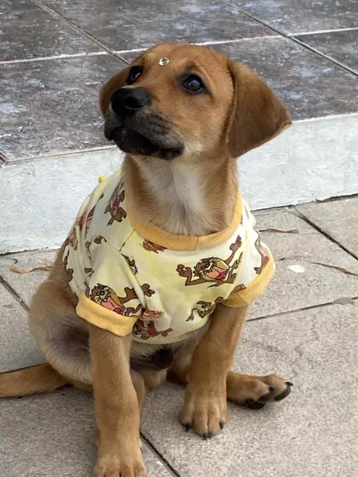 Cachorro ra a Sem raça definida idade 2 a 6 meses nome GURI