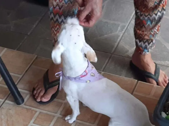 Cachorro ra a indefinida idade 2 anos nome Tinker e Bell