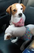 Tinker e Bell