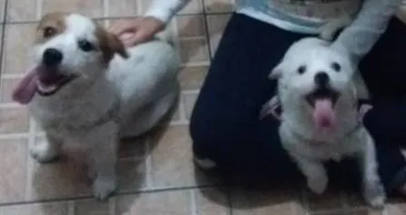 Cachorro ra a indefinida idade 2 anos nome Tinker e Bell