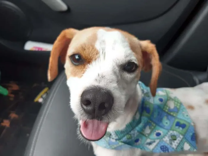 Cachorro ra a indefinida idade 2 anos nome Tinker e Bell