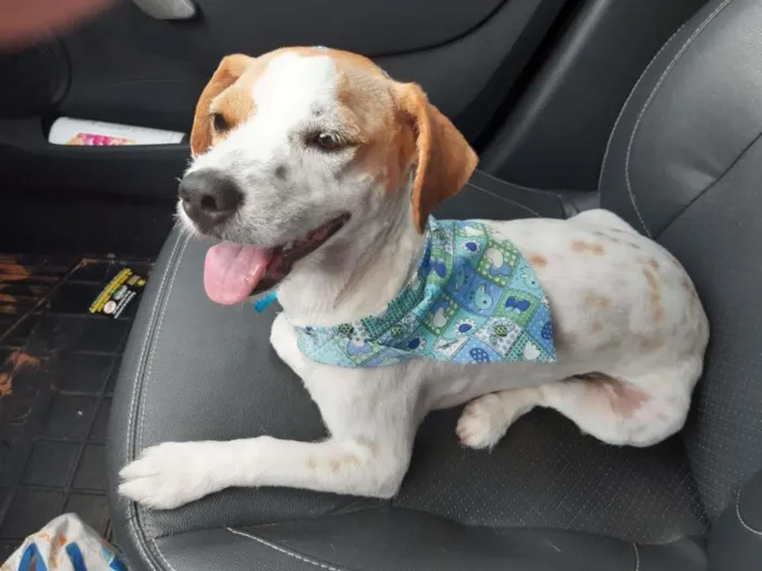 Cachorro ra a indefinida idade 2 anos nome Tinker e Bell