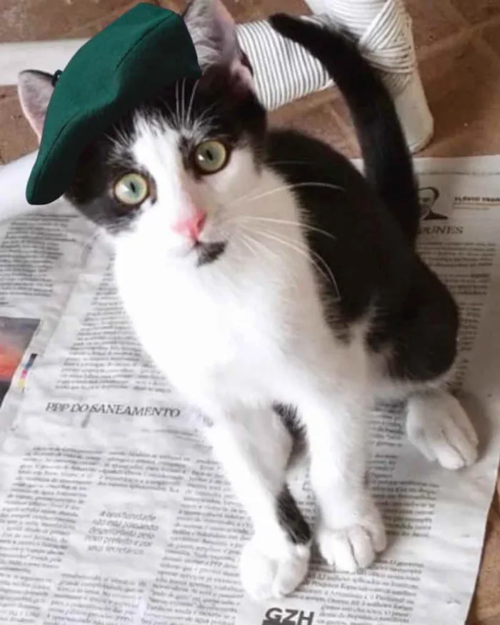 Gato ra a Sem raça definida  idade 2 a 6 meses nome CALVIN