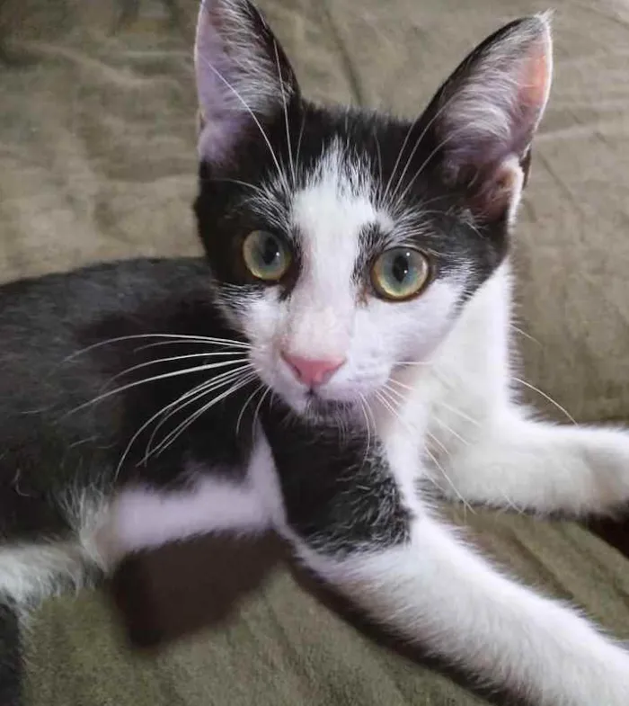 Gato ra a Sem raça definida  idade 2 a 6 meses nome CALVIN