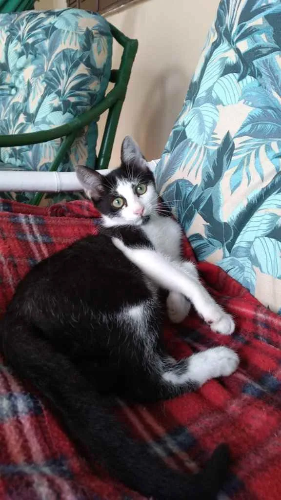 Gato ra a Sem raça definida  idade 2 a 6 meses nome CALVIN