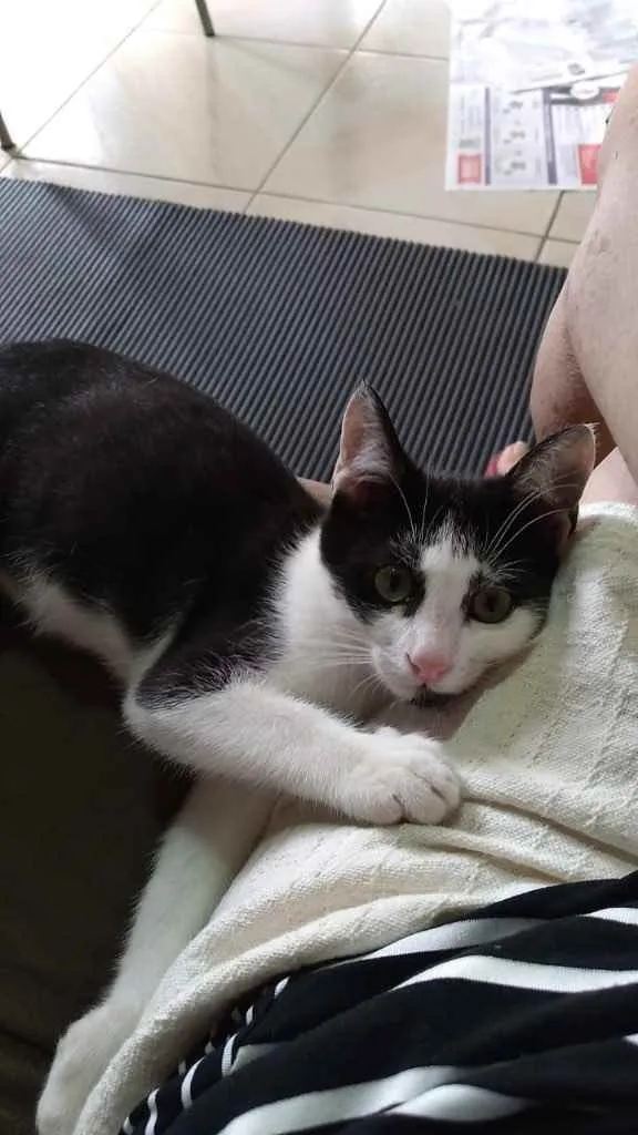 Gato ra a Sem raça definida  idade 2 a 6 meses nome CALVIN
