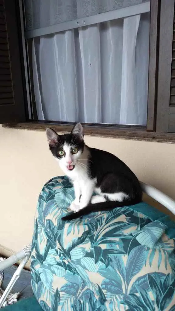 Gato ra a Sem raça definida  idade 2 a 6 meses nome CALVIN