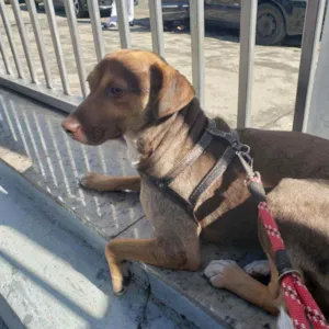 Cachorro raça SRD idade 1 ano nome EDDIE