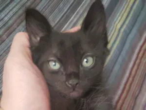 Gato raça SRD idade Abaixo de 2 meses nome Pretinho