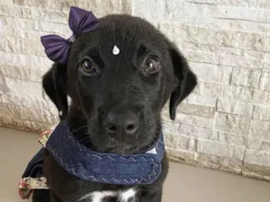 Cachorro raça Sem raça definida  idade 2 a 6 meses nome MALU