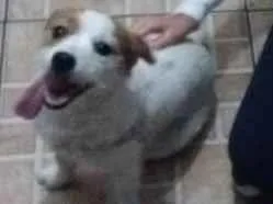 Cachorro ra a indefinida idade 2 anos nome Tinker e Bell