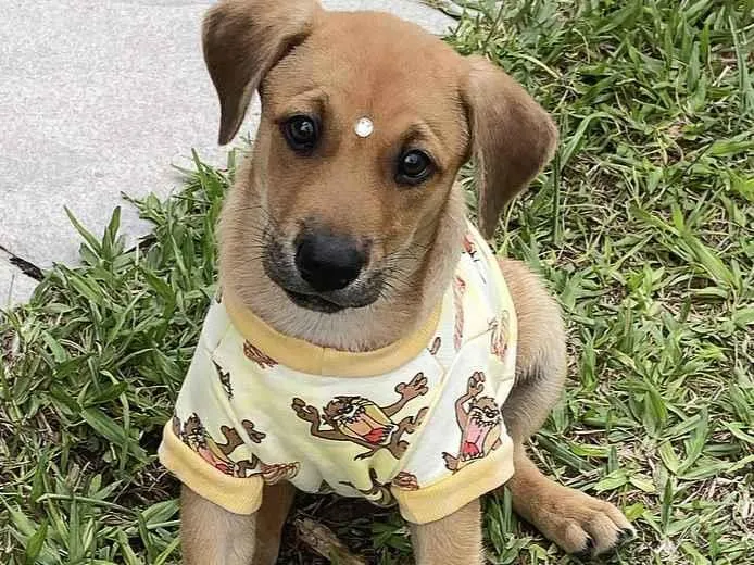 Cachorro ra a Sem raça definida idade 2 a 6 meses nome GURI
