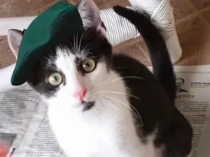 Gato raça Sem raça definida  idade 2 a 6 meses nome CALVIN