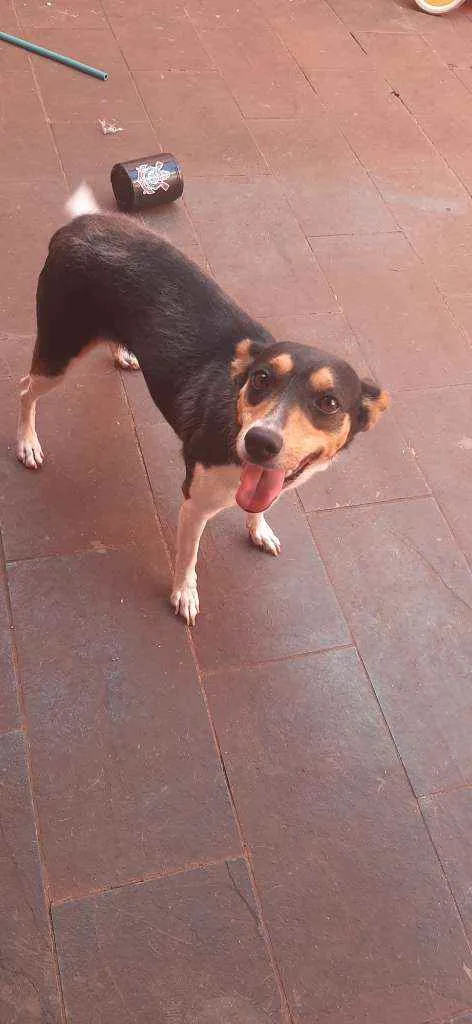 Cachorro ra a Vira las  idade 4 anos nome July