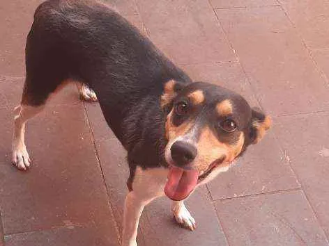 Cachorro ra a Vira las  idade 4 anos nome July