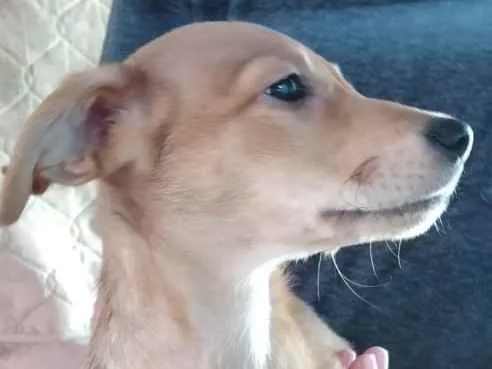 Cachorro ra a SRD idade 2 a 6 meses nome Sem Nome