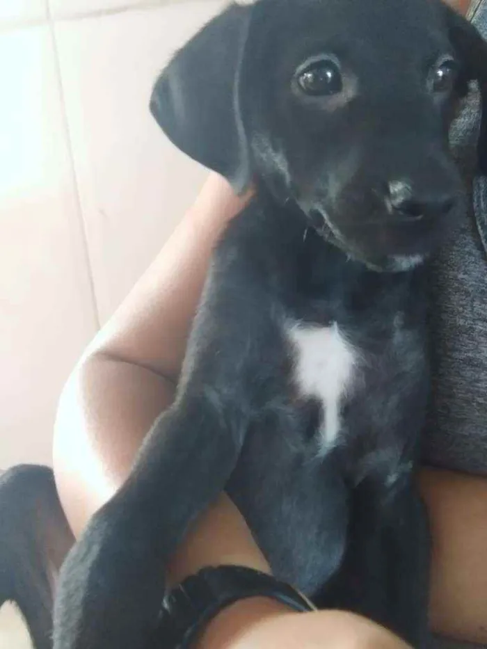 Cachorro ra a SRD idade 2 a 6 meses nome Sem Nome