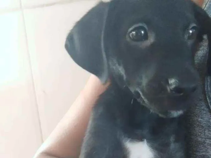 Cachorro ra a SRD idade 2 a 6 meses nome Sem Nome