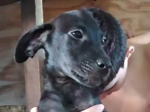 Cachorro ra a SRD idade 2 a 6 meses nome Sem Nome