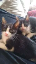 Dois irmãozinhos