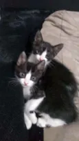 Dois irmãozinhos