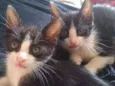 Dois irmãozinhos