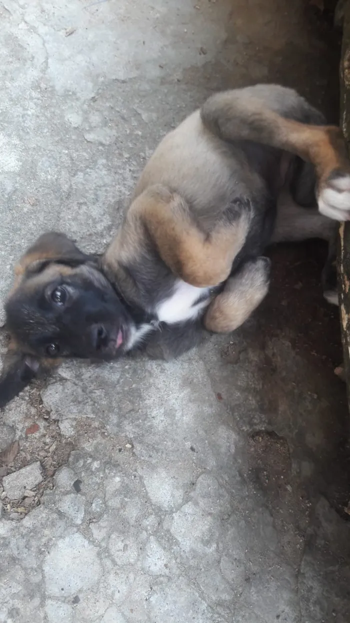 Cachorro ra a Mestiça   idade 2 a 6 meses nome Kiara