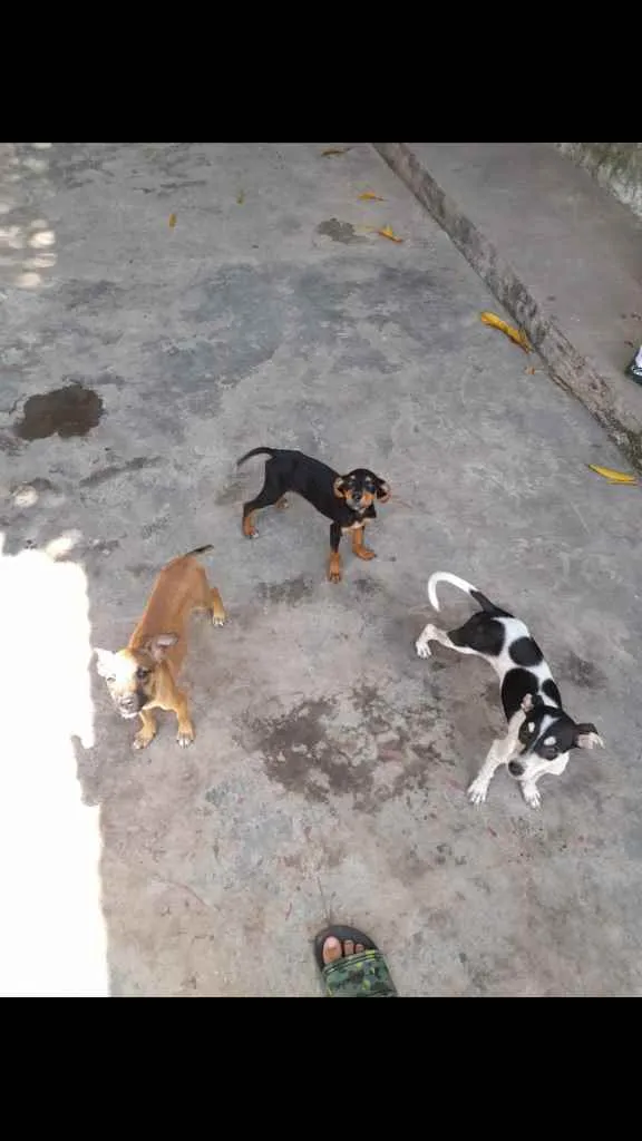 Cachorro raça Srd idade 2 a 6 meses nome Meninas 