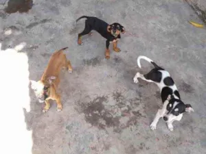 Cachorro raça Srd idade 2 a 6 meses nome Meninas 