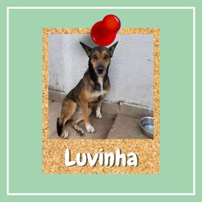 Cachorro ra a SRD-ViraLata idade 2 anos nome Luvinha
