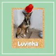 Luvinha
