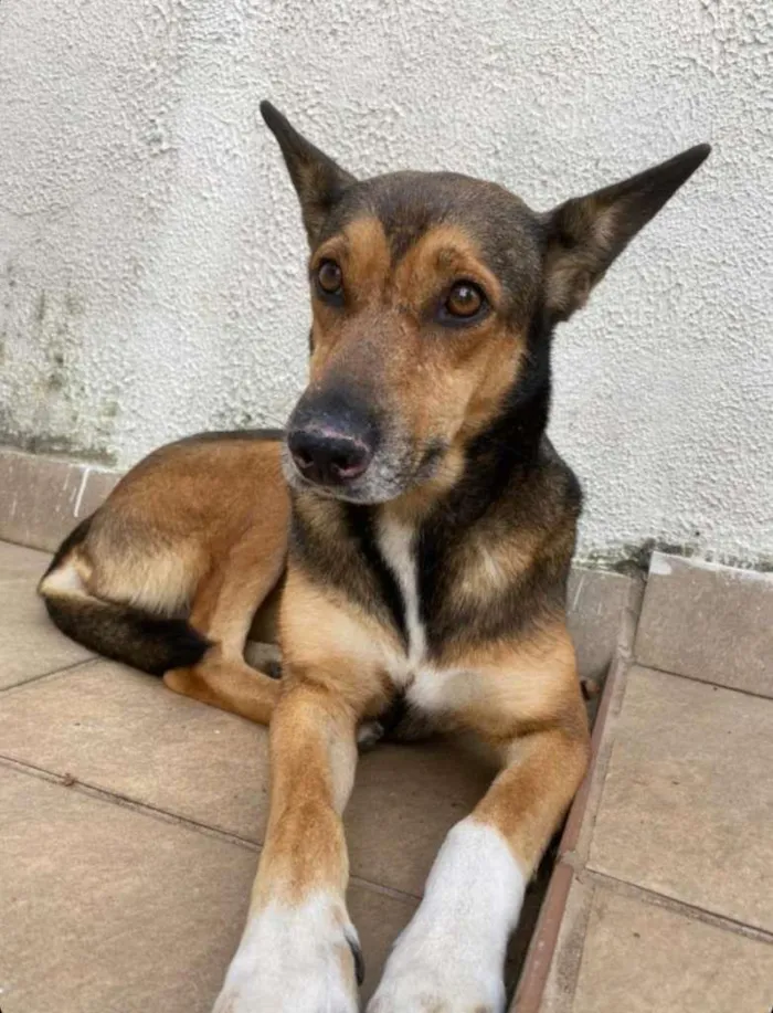 Cachorro ra a SRD-ViraLata idade 2 anos nome Luvinha