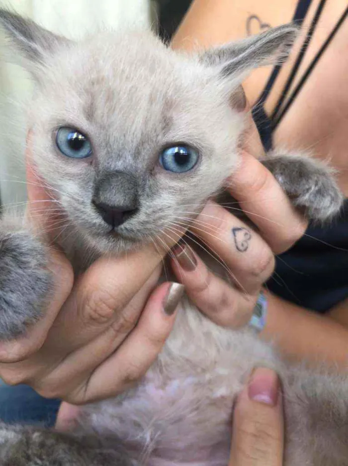 Gato ra a Srd idade Abaixo de 2 meses nome Filhotes