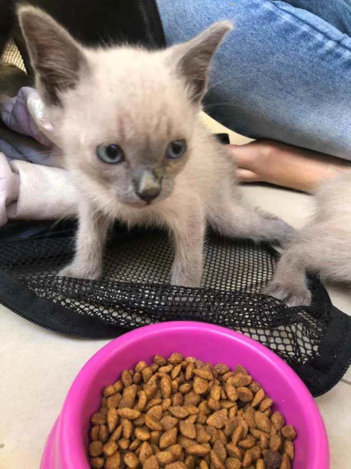 Gato ra a Srd idade Abaixo de 2 meses nome Filhotes