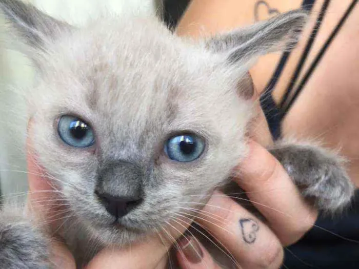 Gato ra a Srd idade Abaixo de 2 meses nome Filhotes