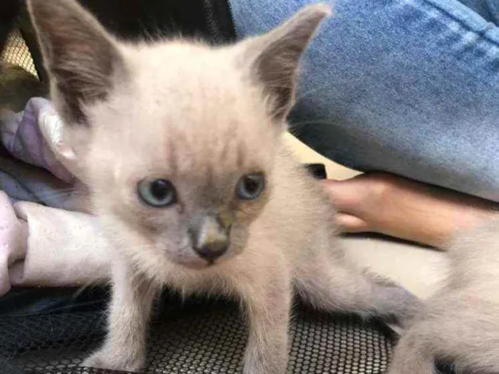 Gato ra a Srd idade Abaixo de 2 meses nome Filhotes