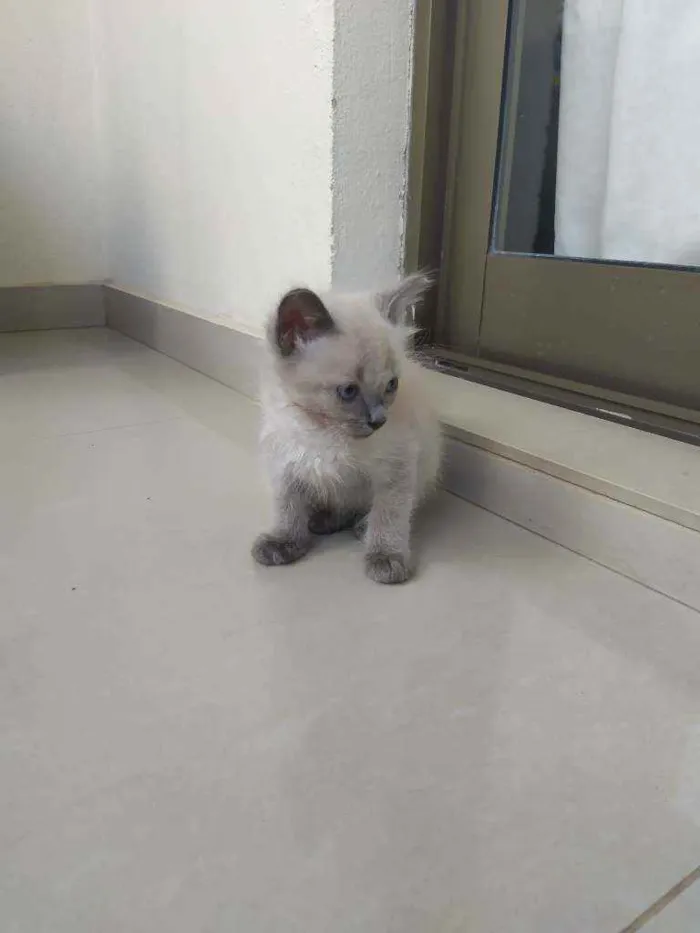 Gato ra a Srd idade Abaixo de 2 meses nome Filhotes
