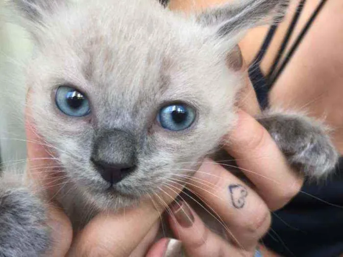 Gato ra a Srd idade Abaixo de 2 meses nome Filhotes