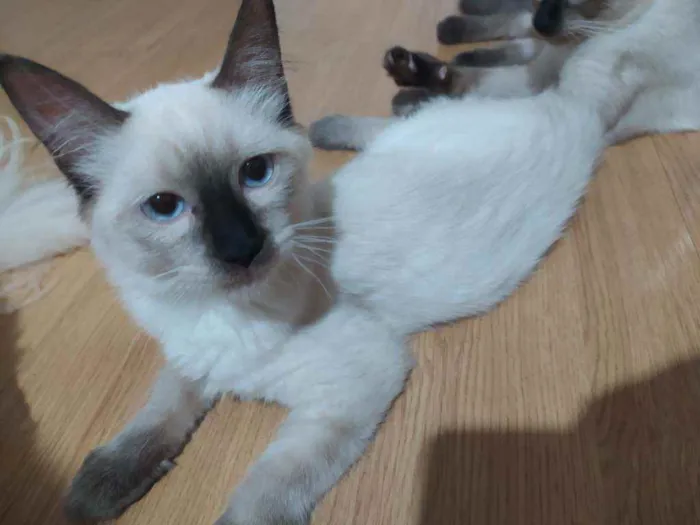 Gato ra a SRD idade 2 a 6 meses nome Kali