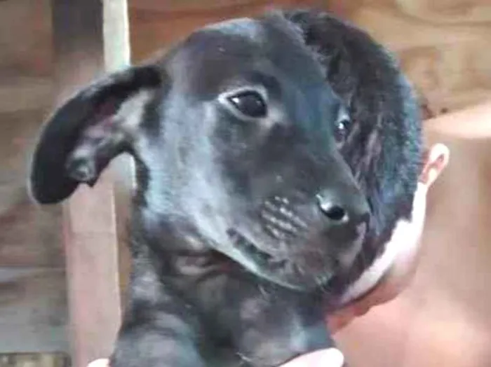 Cachorro ra a SRD idade 2 a 6 meses nome Sem Nome