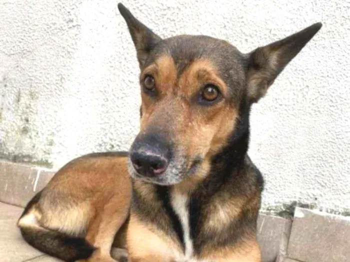 Cachorro ra a SRD-ViraLata idade 2 anos nome Luvinha