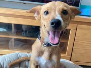 Cachorro raça SRD-ViraLata idade 2 a 6 meses nome Marley