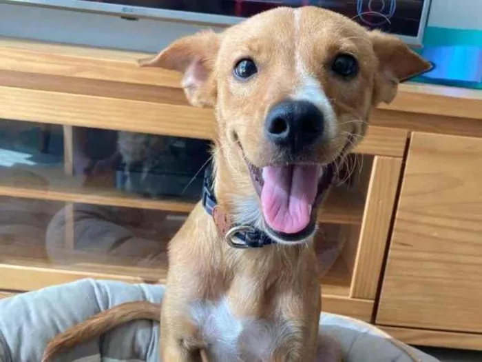 Cachorro raça SRD-ViraLata idade 2 a 6 meses nome Marley