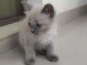 Gato raça Srd idade Abaixo de 2 meses nome Filhotes