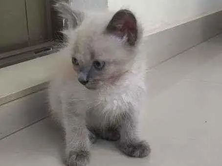 Gato ra a Srd idade Abaixo de 2 meses nome Filhotes