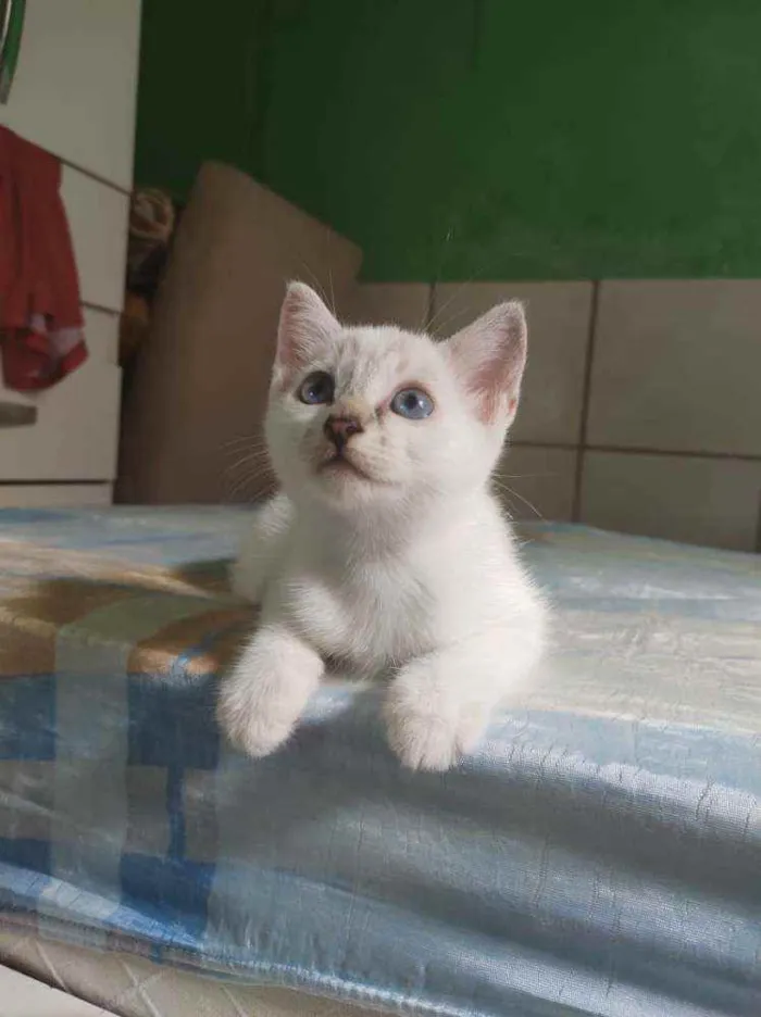Gato ra a Sem raça definida idade Abaixo de 2 meses nome Sem nome